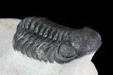 Austerops Trilobite - Ofaten, Morocco #70074-4